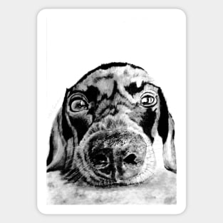 Dachshund (sausage dog) Sticker